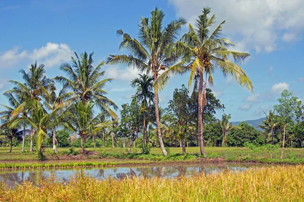 Paysage sur Lombok en Indonésie avec rizières et palmiers — Photo