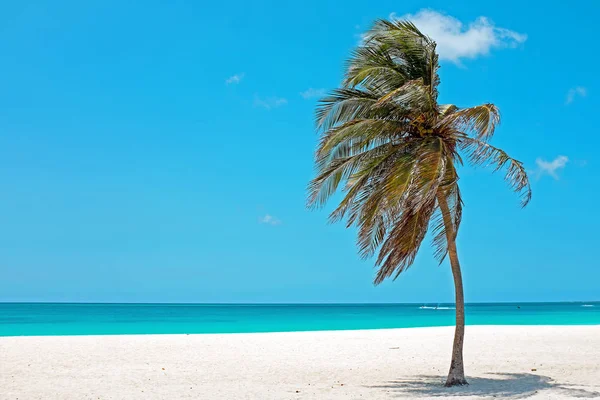 カリブ海のアルバ島で風にパームツリー — ストック写真