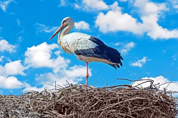 Stork on the nest in the countryside from Portugal — Stock Photo, Image