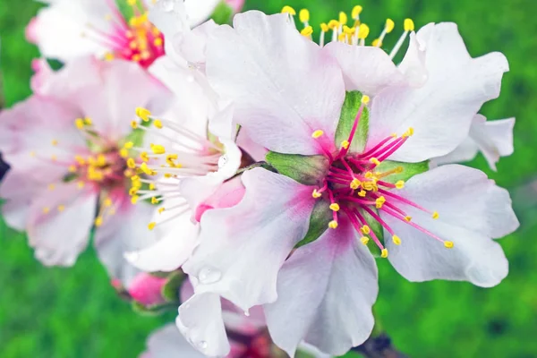 Flores de almendras en flor en primavera —  Fotos de Stock