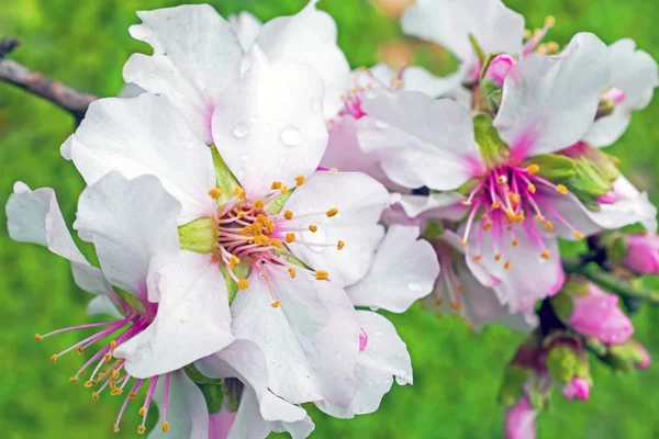 Flores de almendras en flor en primavera —  Fotos de Stock