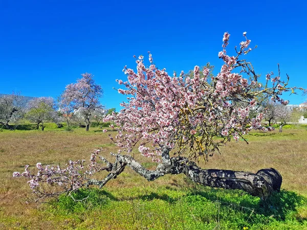 Blossoming almond trees in springtime — Stock Photo, Image