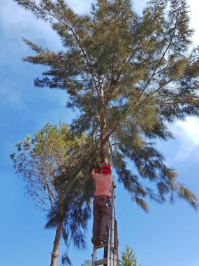 Ormanda bir chainsa ile yüksek bir merdiven üzerinde çalışma oduncu