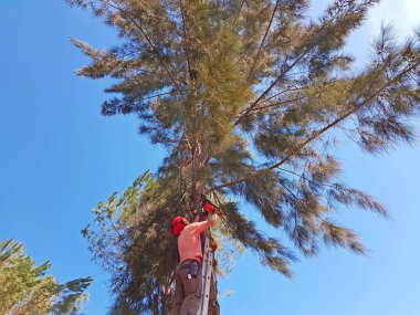 Ormanda bir chainsa ile yüksek bir merdiven üzerinde çalışma oduncu