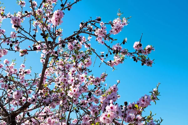 Весной цветут миндальные деревья — стоковое фото