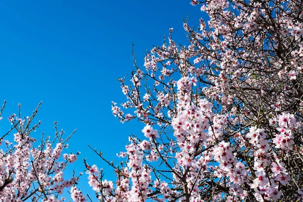 Kvetoucí mandlový strom v jarní době — Stock fotografie