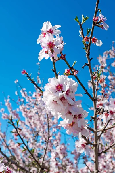 Almendro en flor en primavera en Portugal —  Fotos de Stock