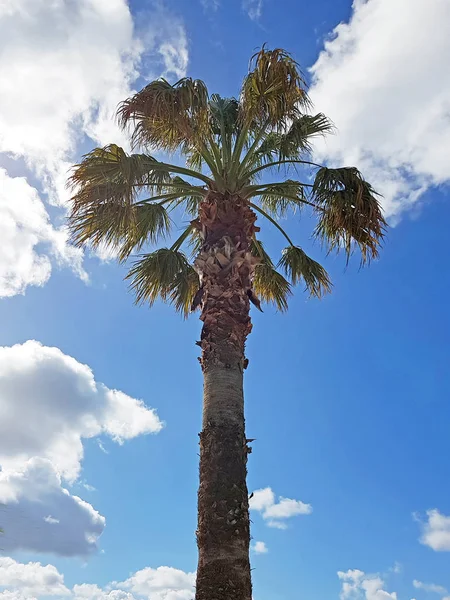 Palme und blauer Himmel — Stockfoto