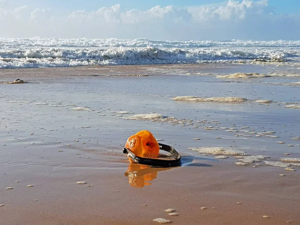 Mofos de ouvido deitados na praia — Fotografia de Stock