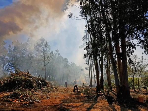 Pulizia di una foresta e accendere fuochi per bruciare la spazzatura nel — Foto Stock