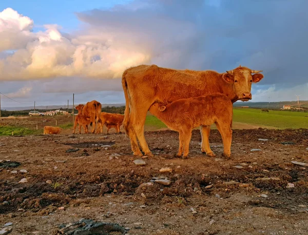 Matka kráva a tele pití na venkově z Portugalska na — Stock fotografie