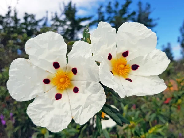 Kwitnąca guma rockrose - cistus ladanifer heath pola f — Zdjęcie stockowe