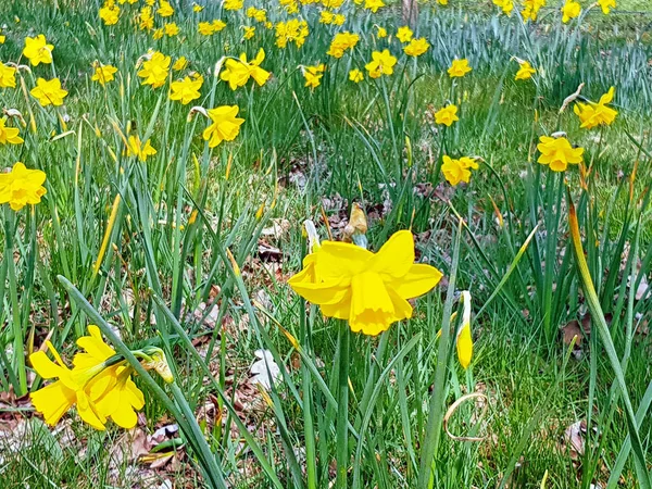 Bloeiende narcissen in het voorjaar in Nederland — Stockfoto