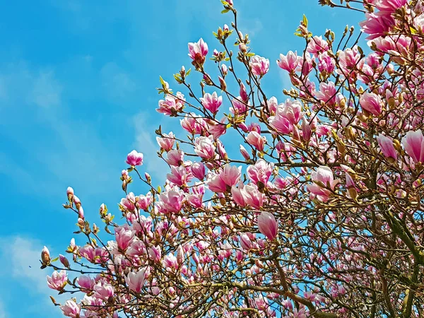 Kvetoucí magnolie strom v jarní — Stock fotografie