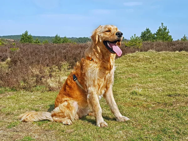 Lovely young golden doodle in the heathlands in the Netherlands