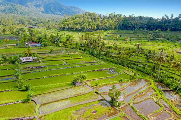 Vue aérienne depuis les terrasses de riz à Sidemen sur Bali Indonésie — Photo
