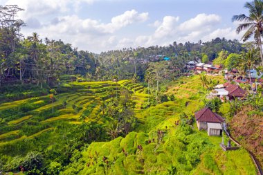Bali Endonezya 'daki Jatiluwih Rice Terrace' dan havadan