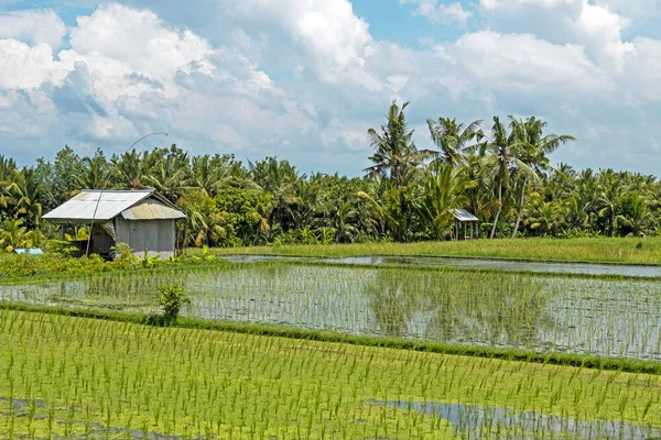 Arroz paddy no campo de Bali, na Indonésia — Fotografia de Stock