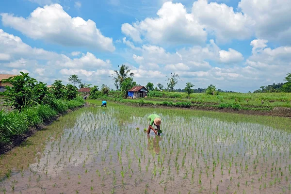 Trabalhadores plantando arroz nos campos de arroz em Bali Indonésia — Fotografia de Stock