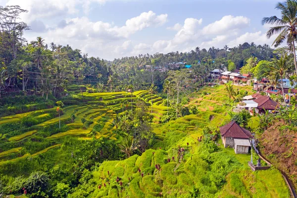 Légi felvétel Jatiluwih Rice Terrace a Bali Indonézia — Stock Fotó