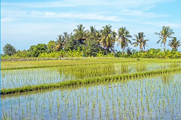 Campos de arroz perto de Tanah Lot em Bali Indonésia Fotos De Bancos De Imagens Sem Royalties