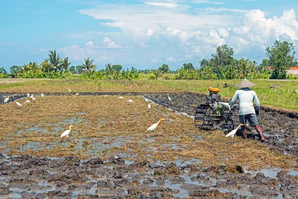 TANAH LOT, BALI - DECEMBER 27, 2019: Balinese worker ploughing t — Stock Photo, Image