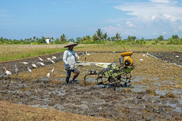 TANAH LOT, BALI - 27 DE DEZEMBRO DE 2019: Arado de trabalhadores balineses — Fotografia de Stock