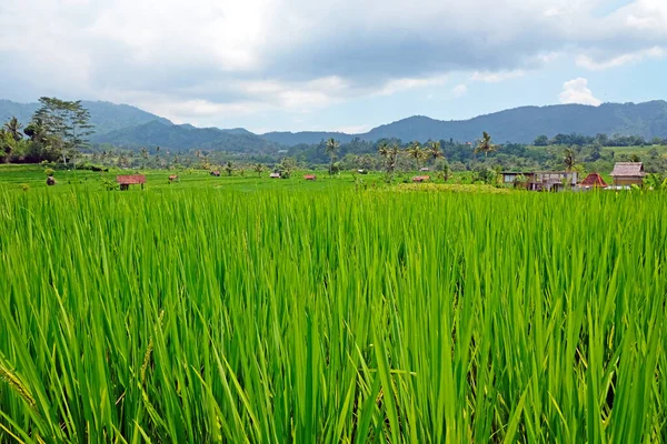 Green rice fields around Sidemen on Bali Indonesia — 스톡 사진