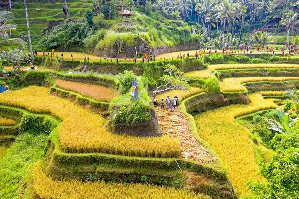 Aerial from jatiluweh rice terraces on Bali Indonesia — 스톡 사진
