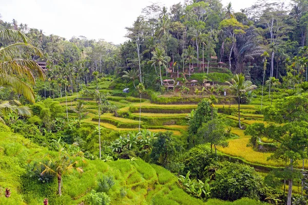 Antenne von jatiluweh reis terrassen auf bali indonesien — Stockfoto