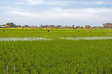 Endonezya 'daki Bali' de güzel pirinç tarlaları