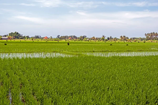 Beautiful rice fields on Bali in Indonesia — 스톡 사진