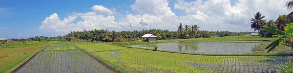 Panoráma a Bali Indonézia rizsföldjeiről — Stock Fotó