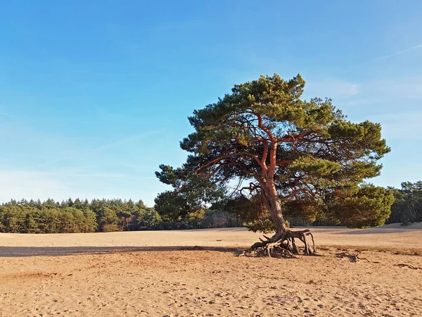 Rezerwat przyrody Soesterduinen w Holandii na pięknym s — Zdjęcie stockowe