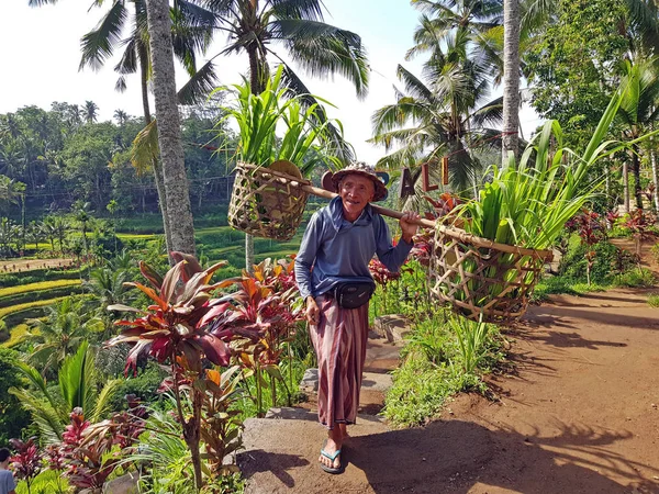 Local farmer carrying rice plants in a basket on the Jatiluwih R — Φωτογραφία Αρχείου
