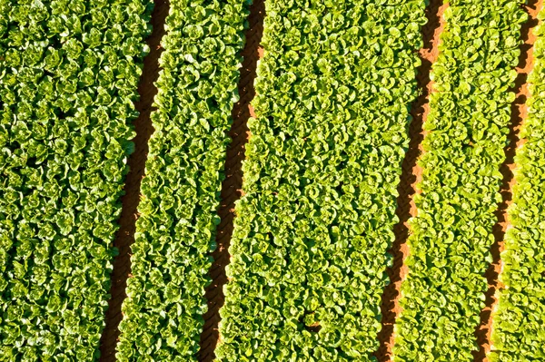 Aerial Top Shot Lettuce Fields Portugal — Stock Photo, Image