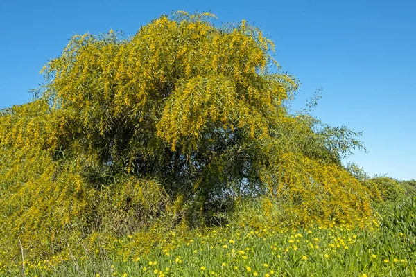 Portekiz Mavi Gökyüzüne Karşı Gelişen Mimoza Ağacı — Stok fotoğraf