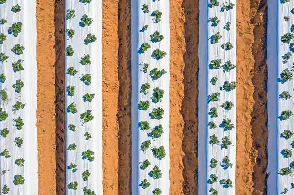 Bovenste Luchtopname Van Aardbeienplanten Het Platteland Van Portugal — Stockfoto