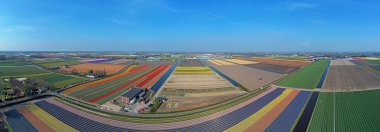 Hollanda 'daki lale tarlalarından gelen hava manzarası