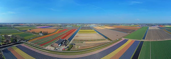 Panorama Aéreo Dos Campos Tulipas Primavera Nos Países Baixos — Fotografia de Stock