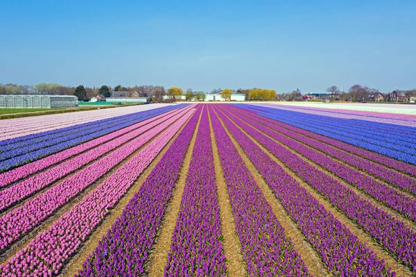 Flyg Från Blommande Hyacintfält Nederländerna — Stockfoto
