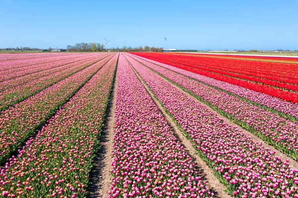 Aerial Blossoming Tulip Fields Netherlands — Stock Photo, Image