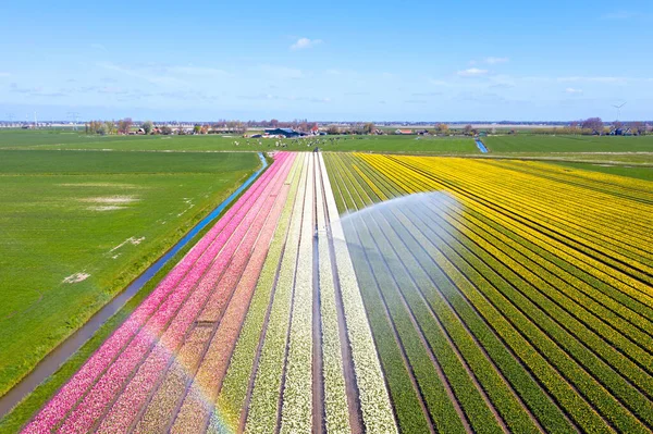 Flyg Från Vattenspridare Tulpanfälten Landsbygden Från Nederländerna — Stockfoto