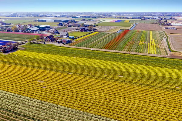 Luchtfoto Van Bloeiende Tulpenvelden Nederland — Stockfoto