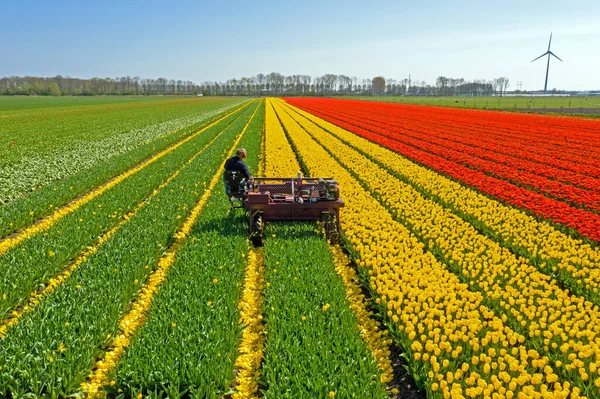 Antena Wieśniackich Tulipanów Holandii — Zdjęcie stockowe