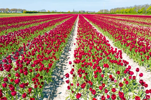 Aérien Des Champs Tulipes Fleurs Aux Pays Bas — Photo