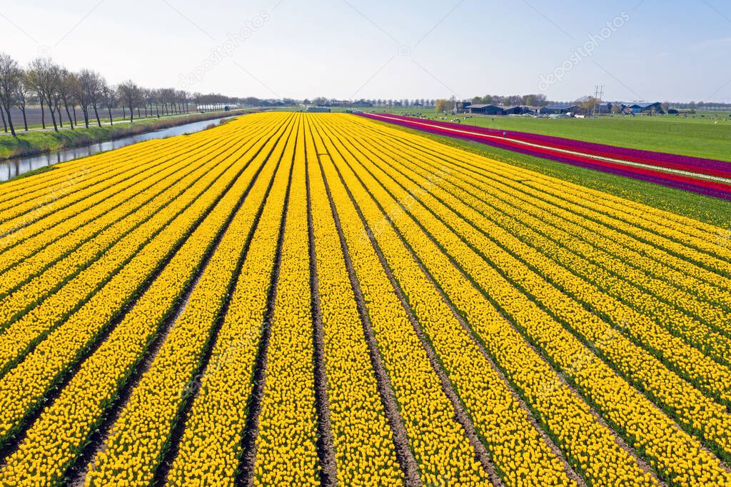 Aerial from blossoming tulip fields in the countryside from the Netherlands