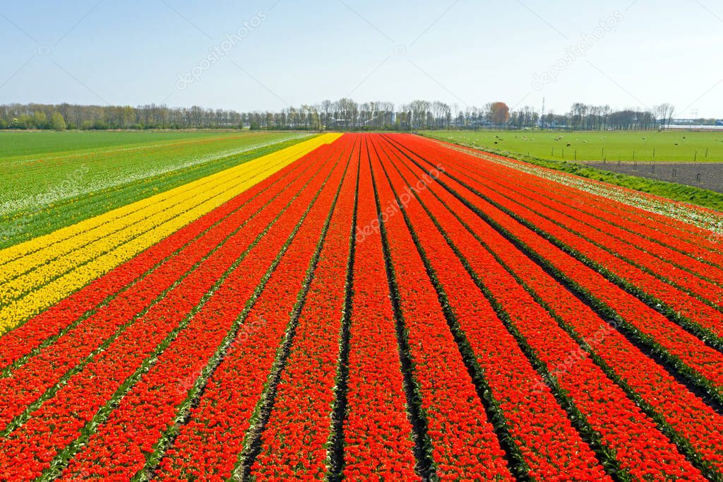 Aerial from blossoming tulip fields in the countryside from the Netherlands