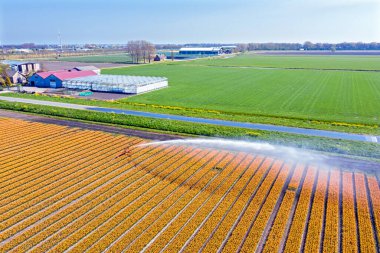 Çiçek açan lale tarlalarının havası Hollanda 'nın kırsalına su serpiyor.