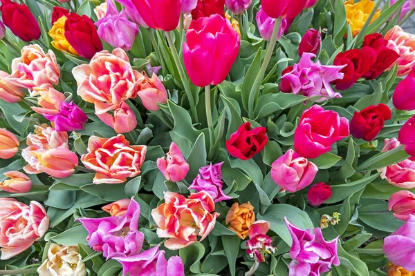 Bouquet Fleurs Florissantes Tulipes Printemps — Photo